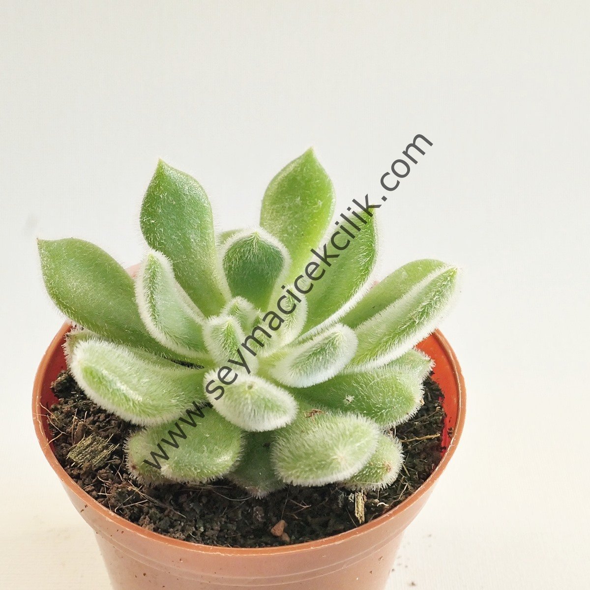 Echeveria Setosa