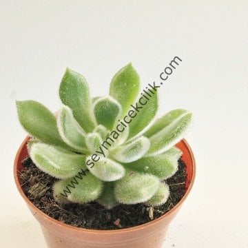 Echeveria Setosa
