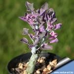 Senecio Articulatus Variegata