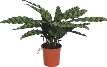 Calathea Lancifolia- Ücretsiz Kargo