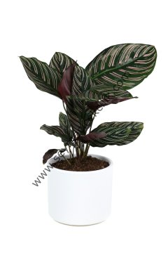 Calathea Ornata Sanderiana Mini