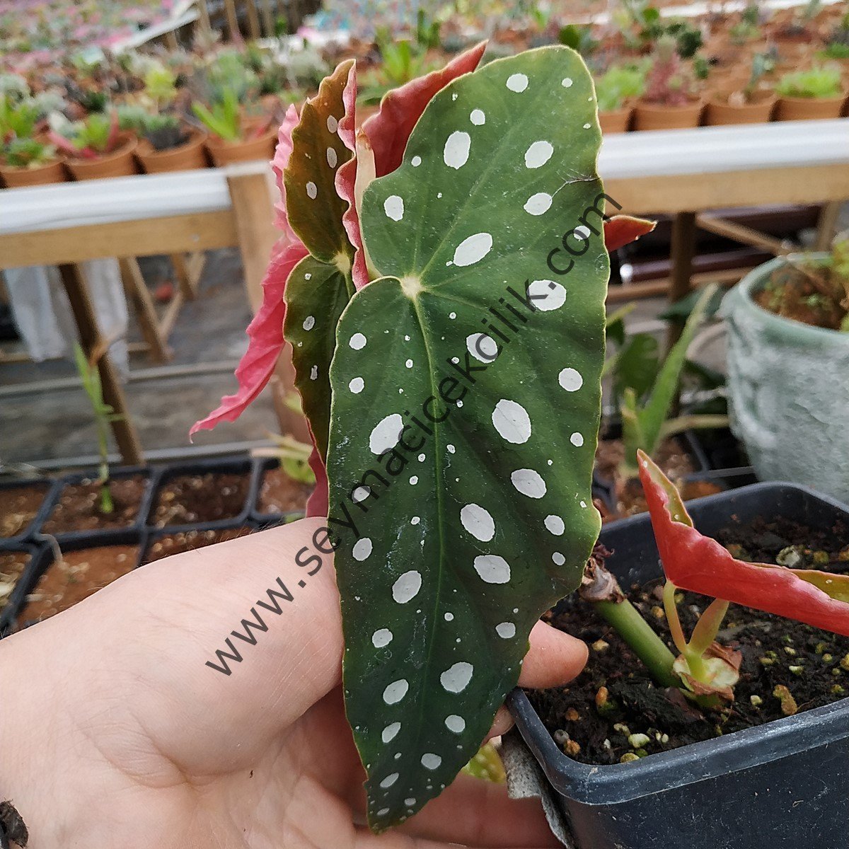 Begonia Maculata