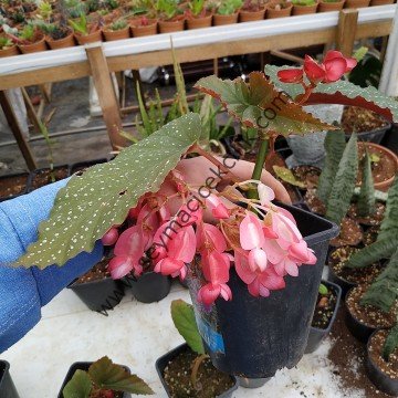 Begonia - Çilli Begonia