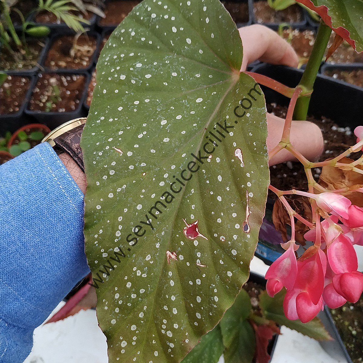 Begonia - Çilli Begonia