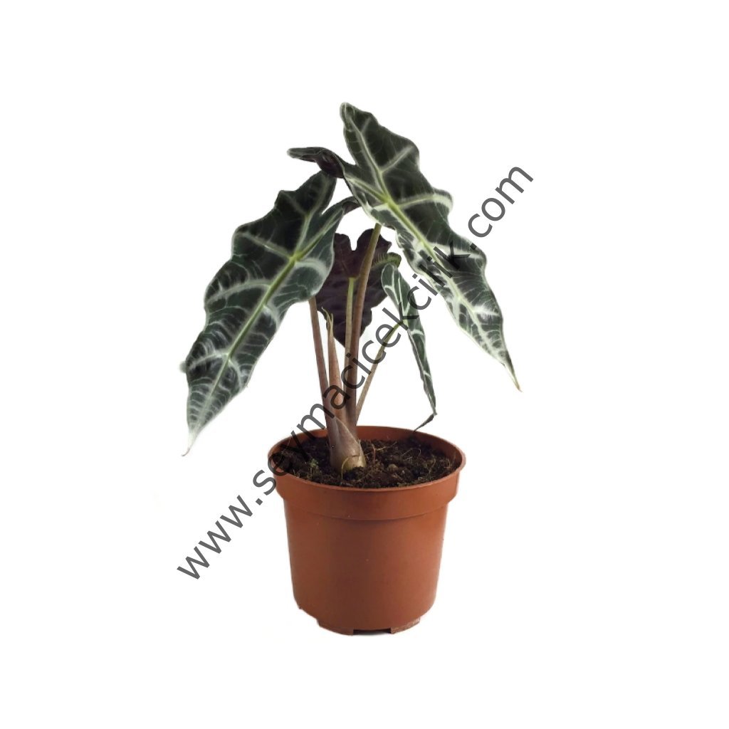 Alocasia Polly