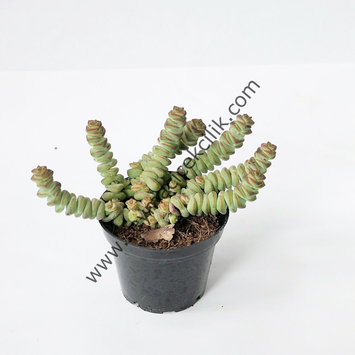 Crassula Hottentot 5,5 cm lik saksıda