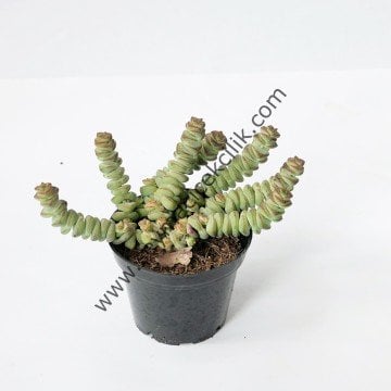 Crassula Hottentot 5,5 cm lik saksıda