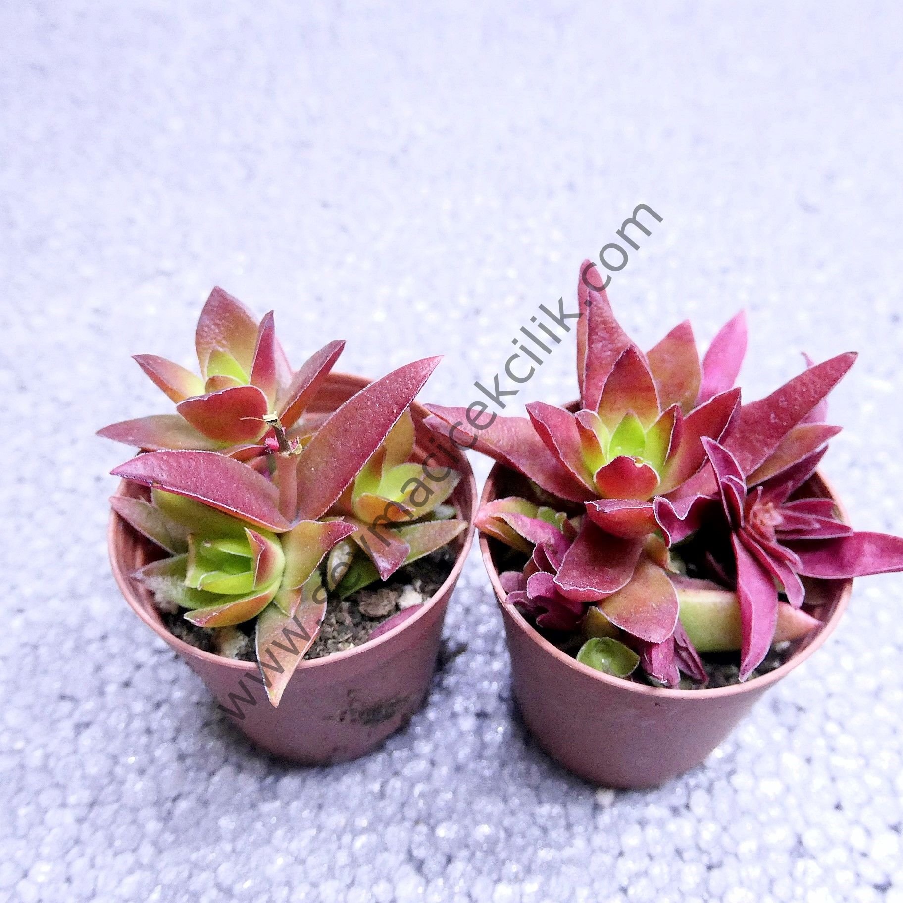 Crassula Campfire 5,5 cm saksıda
