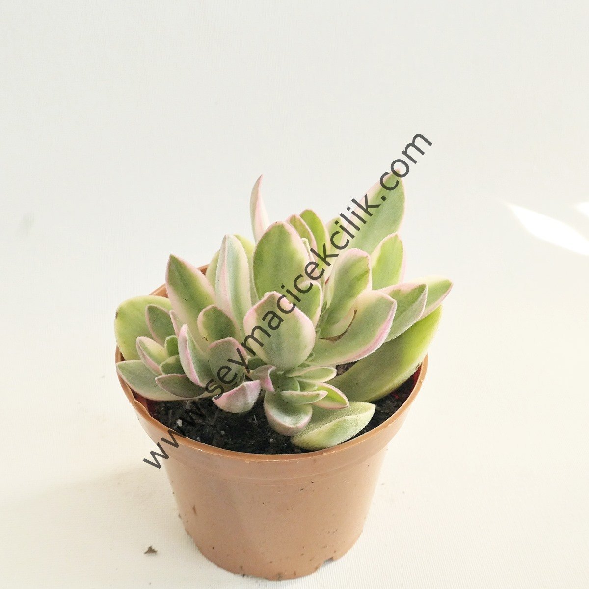 Crassula Platyphylla Variegata 5,5 c saksıda
