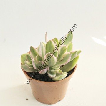Crassula Platyphylla Variegata 5,5 c saksıda