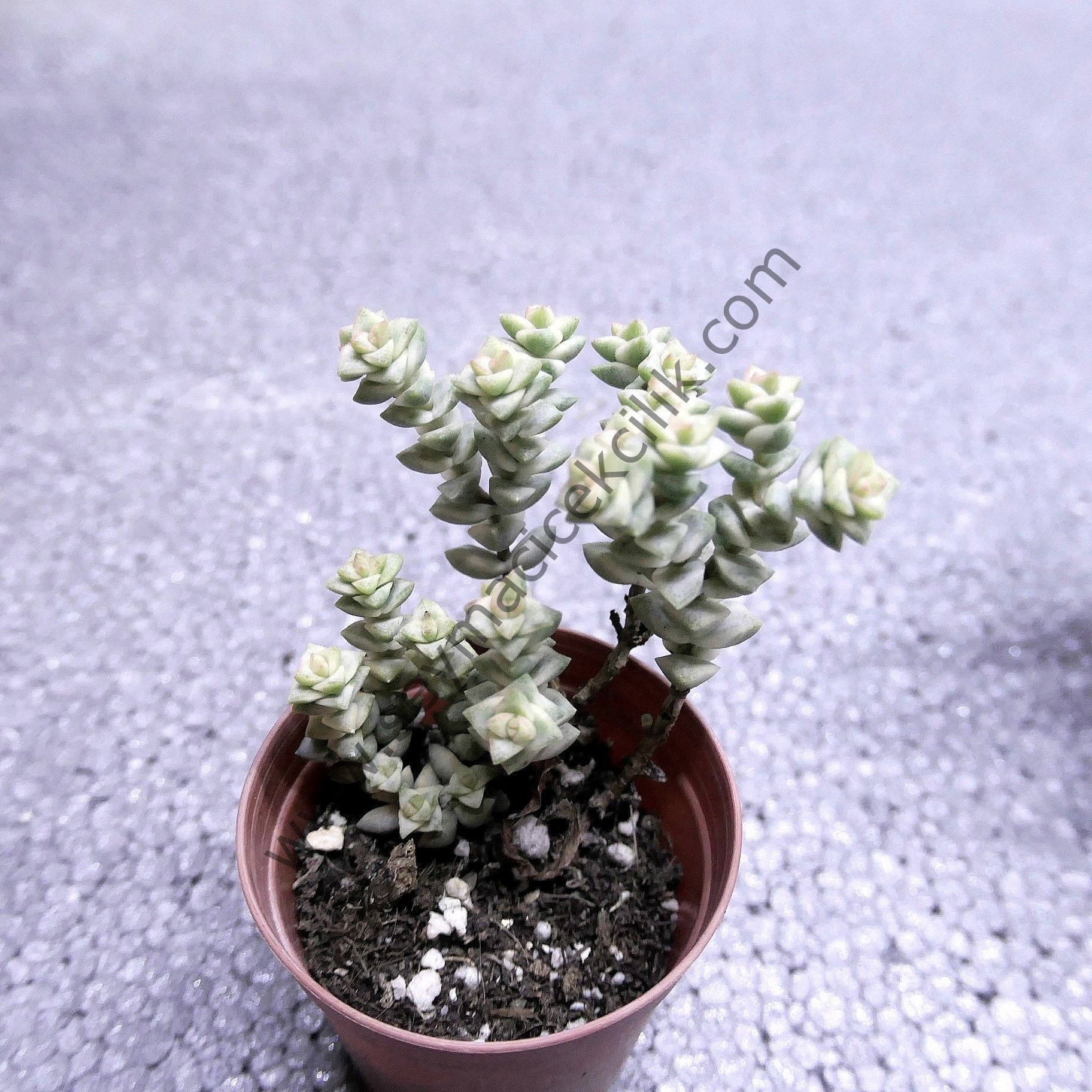 Crassula Pastel Variegated Tom Thumb 5,5 cm saksıda