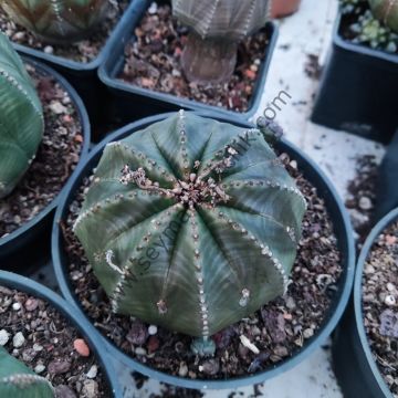 Euphorbia Obesa 12 cm lik saksıda- ÜCRETSİZ KARGO