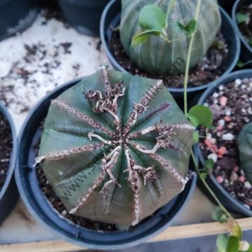 Euphorbia Obesa 12 cm lik saksıda- ÜCRETSİZ KARGO