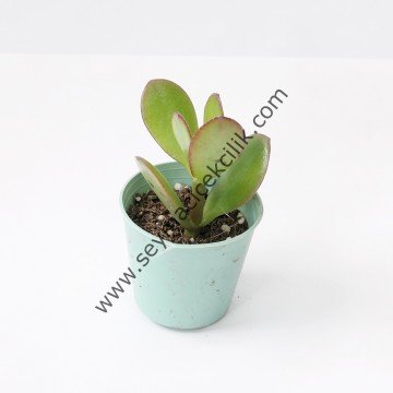 Crassula Ovata- Para Çiçeği 5,5 cm saksıda