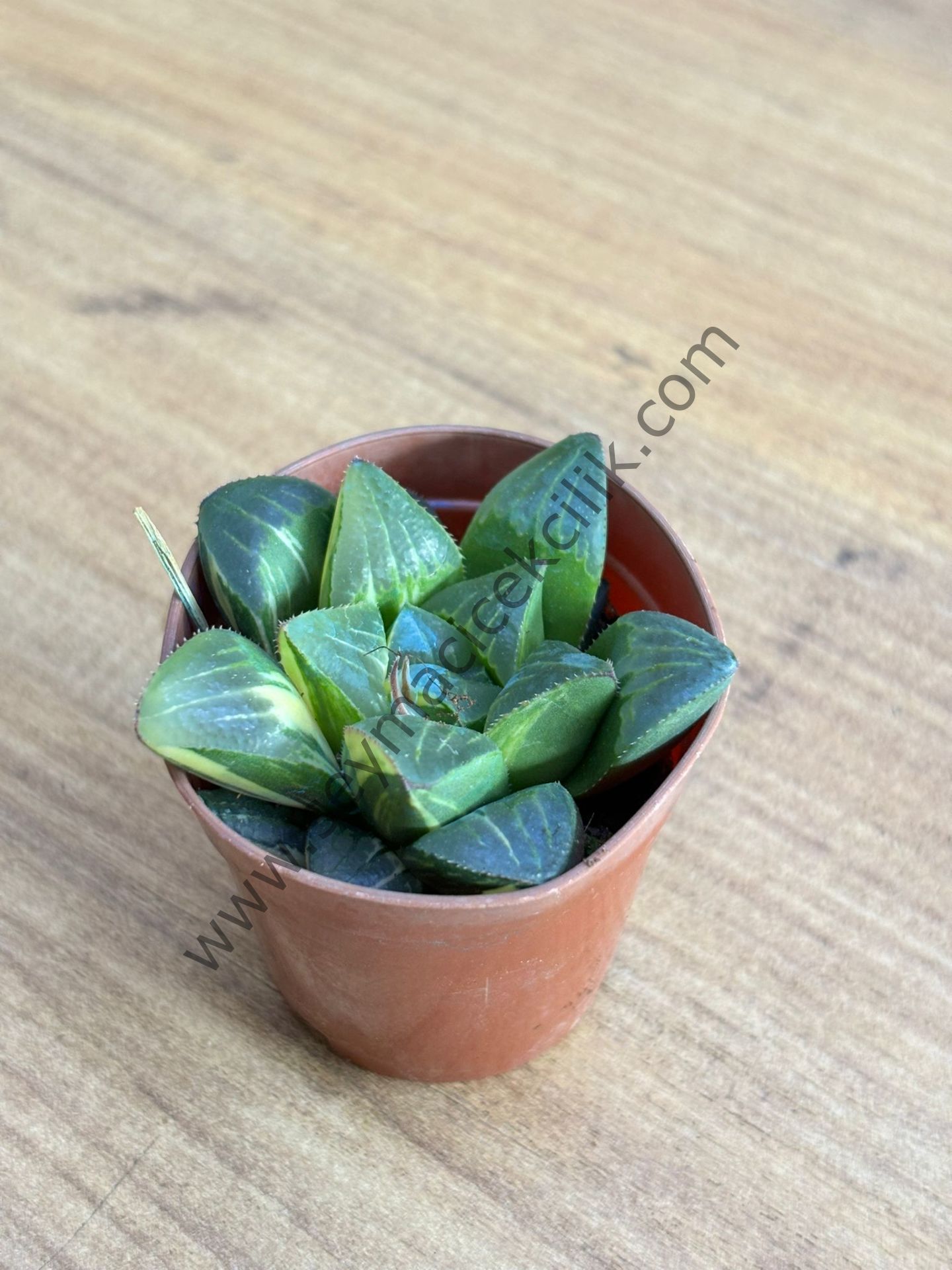 Haworthia Mutica Variegata 5,5 cm lik saksı