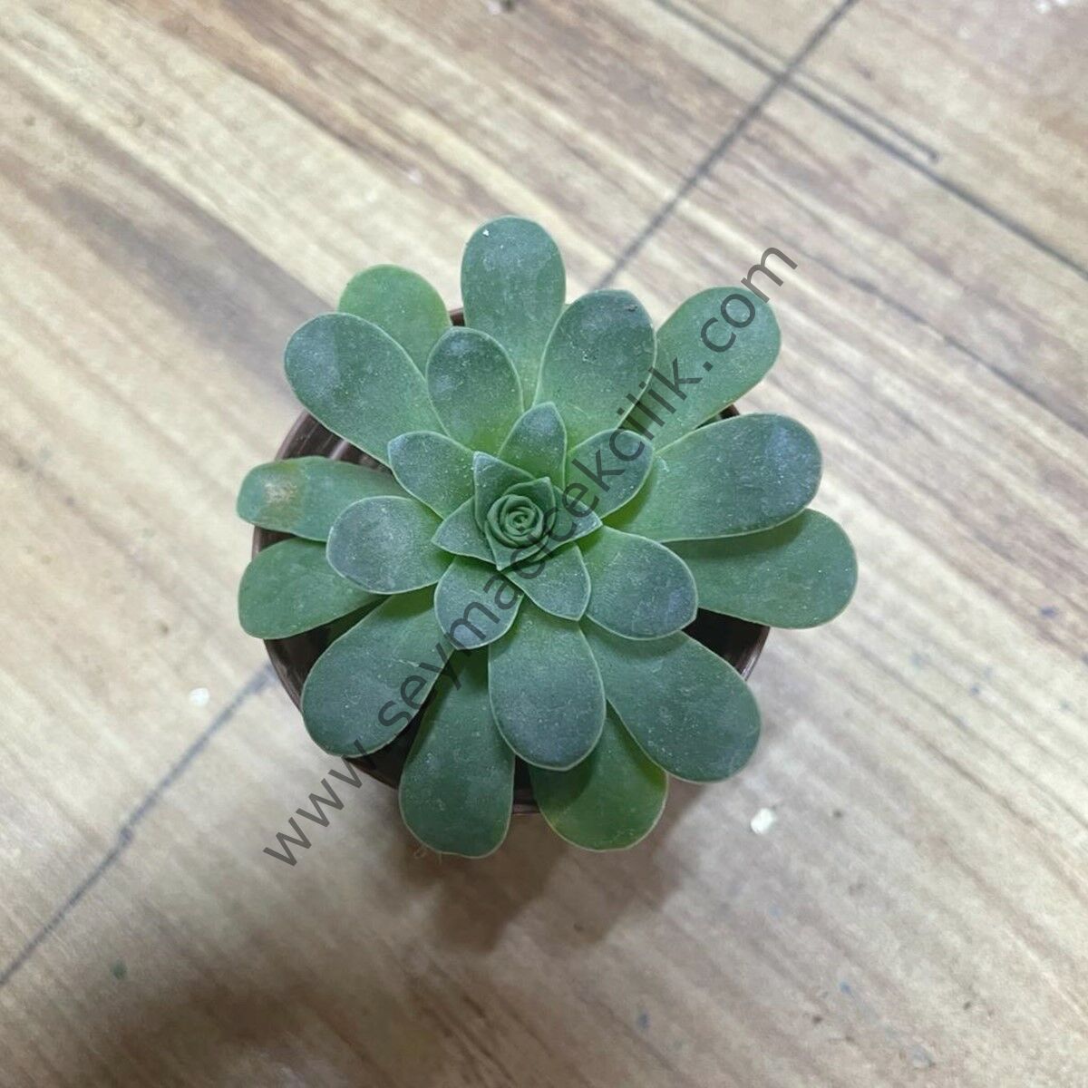 Greenovia 5,5 cm saksıda