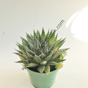Aloe Aristata 6.7 cm saksıda