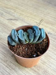 Haworthia Turuncata model2  5,5 cm lik saksı