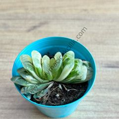 Haworthia Turuncata variegata 5,5 cm lik saksı