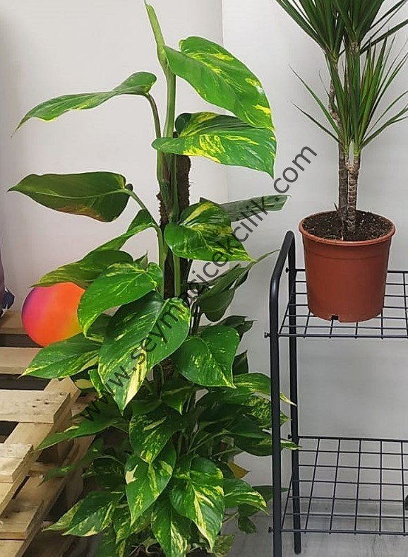 Epipremnum Aureum -Pothos Sarmasik- Ücretsiz Kargo