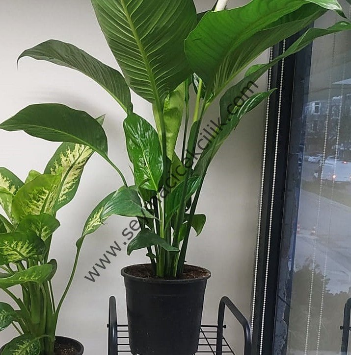 Beyaz Yelken Dev boy -Spathiphyllum-  Ücretsiz kargo