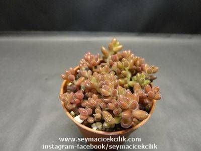 Sedum Stahlii