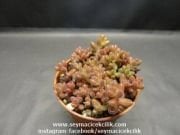 Sedum Stahlii