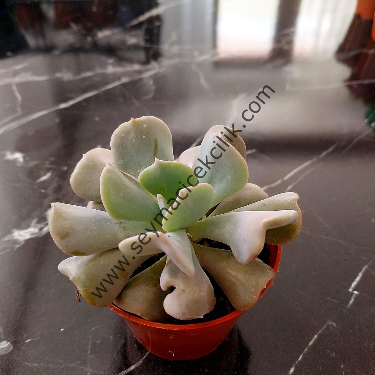 Echeveria Cubic Frost PPA