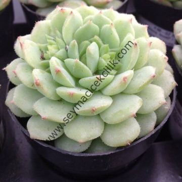 Echeveria Dondo