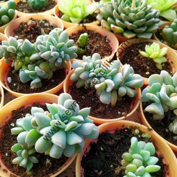Echeveria Cubic Frost PPA Cristat