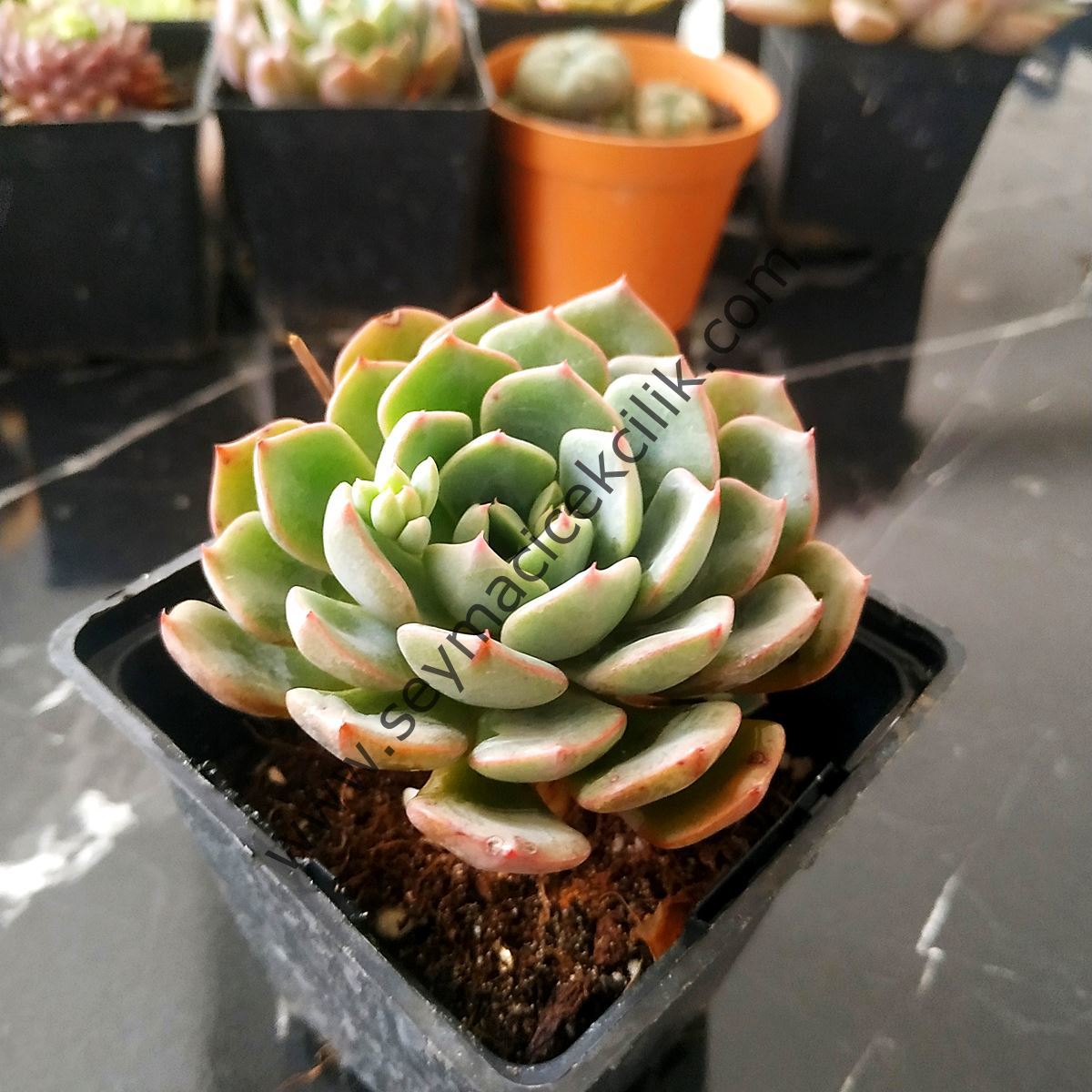 Echeveria Mazarine