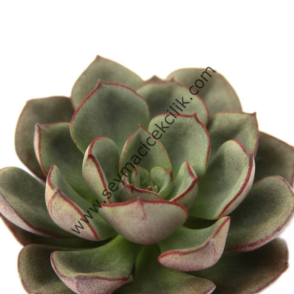 Echeveria moranii