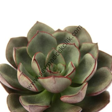 Echeveria moranii