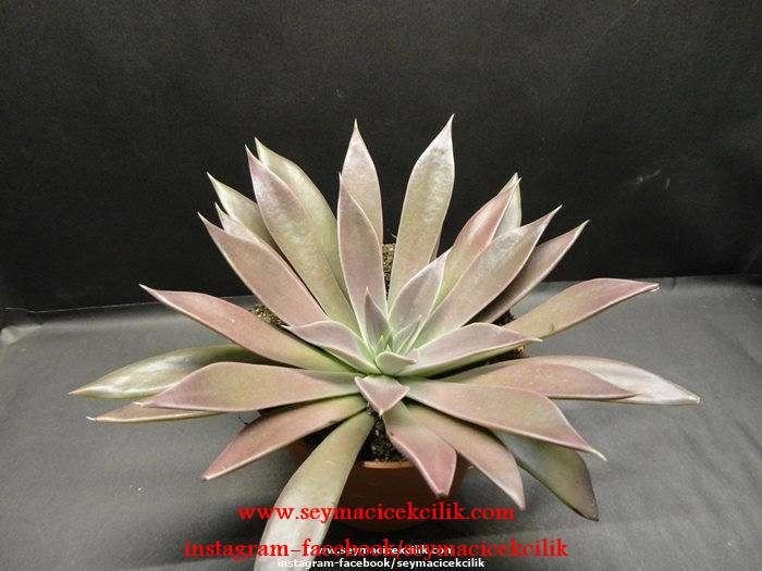Echeveria Brown Sugar
