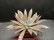 Echeveria Brown Sugar