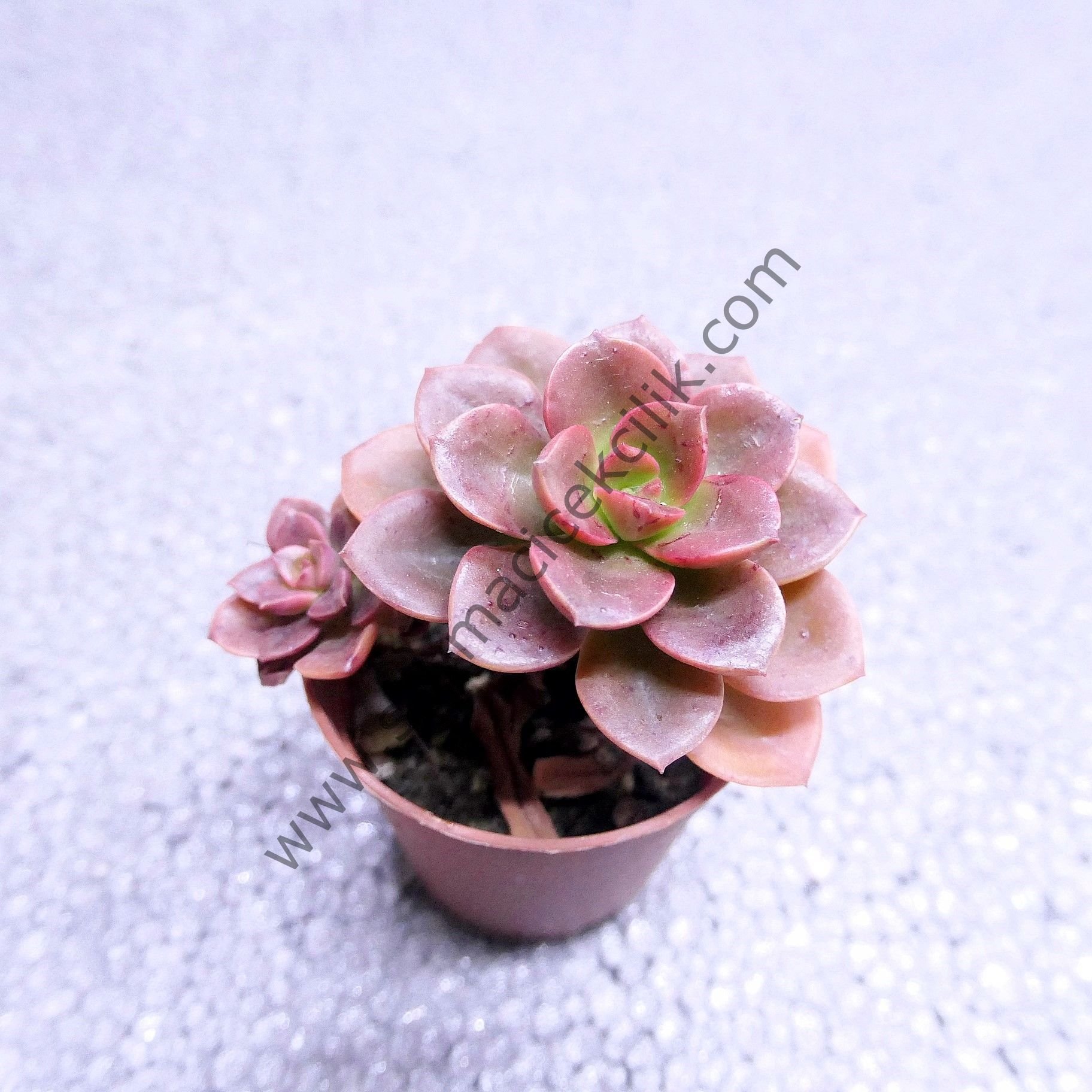 Echeveria Melaco 5,5 cm lik saksıda