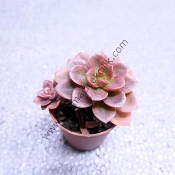 Echeveria Melaco 5,5 cm lik saksıda