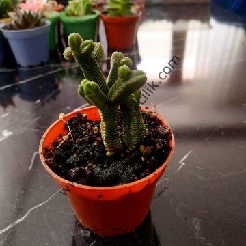 Crassula Pyramidalis ssp. 5,5 cm saksıda