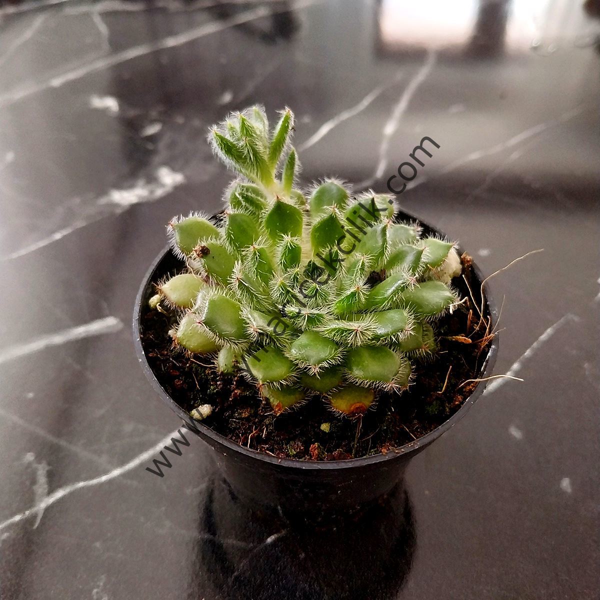 Echeveria Setosa var Deminuta 5,5 cm saksıda