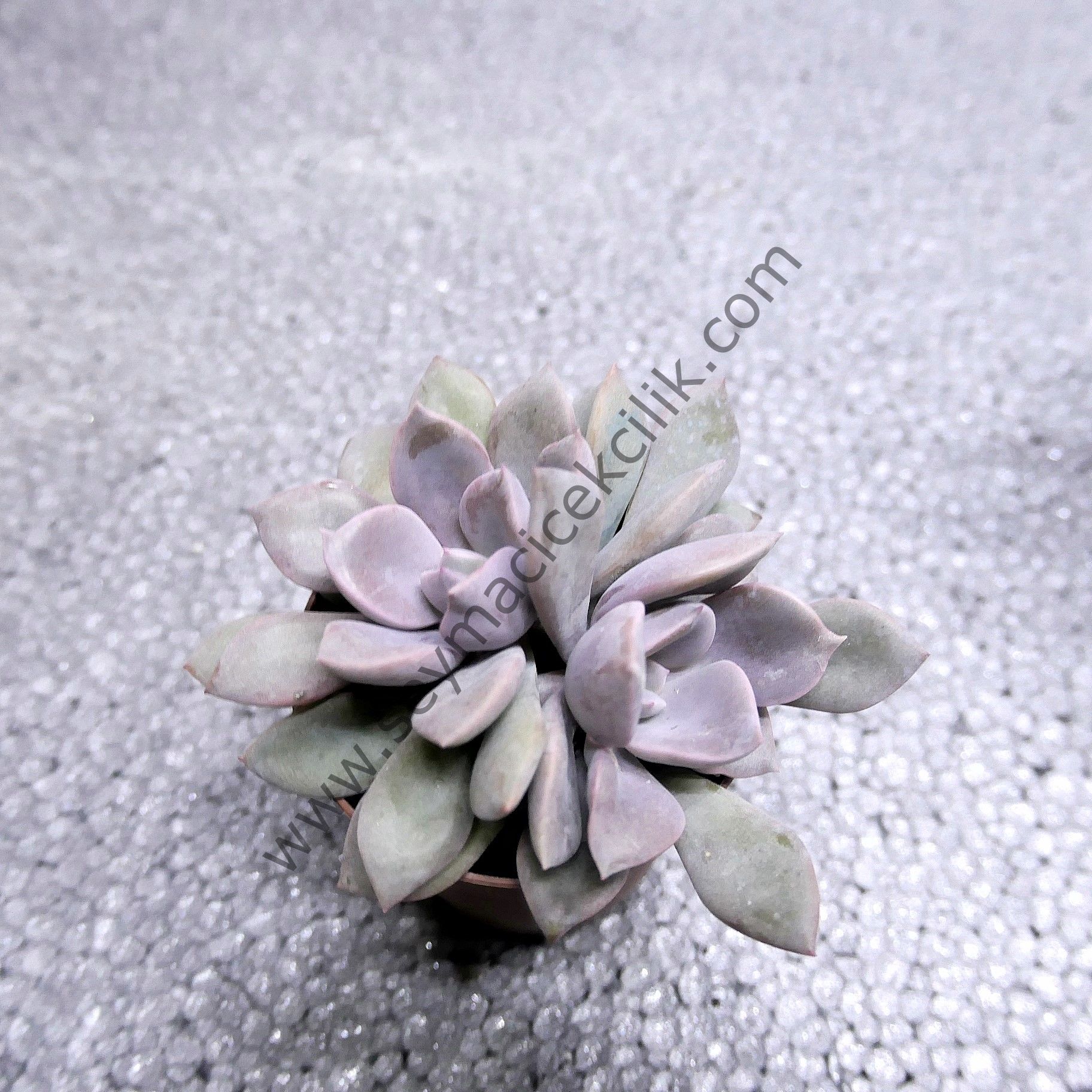 Graptopetalum debbi 5,5 cm saksıda