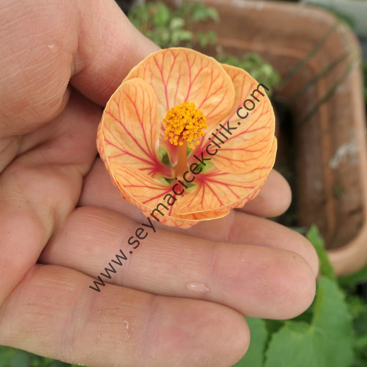 Abutilon - Turuncu renkli kırmızı desenli