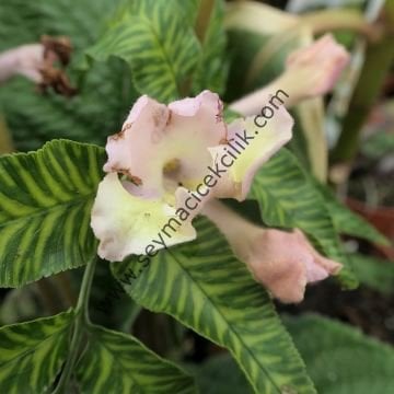 Streptocarpus Sarı- Pembe renkli