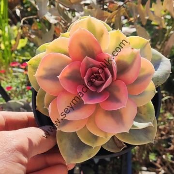Echeveria Rainbow 12 cm saksı- Ücretsiz kargo