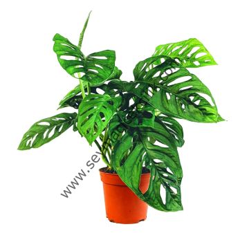 Monstera Obliqua- Ücretsiz Kargo