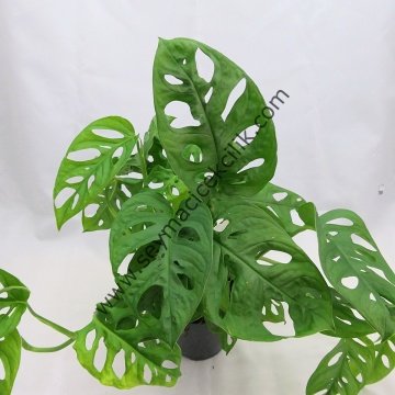 Monstera Obliqua- Ücretsiz Kargo
