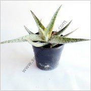 Aloe Pink Blush