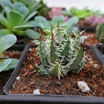 Aloe Erinacea