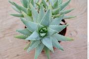 Aloe Brevifolia 12 cm saksıda