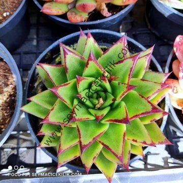 Echeveria Lipsitch- 12 cm lik saksıda- Ücretsiz kargo