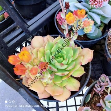 Echeveria Dondo ssp 12 cm lik saksıda- Ücretsiz kargo